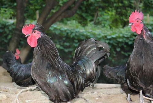 鸡缺钙的症状和防治方法蛋鸡怎么补钙效果好如何给鸡补钙