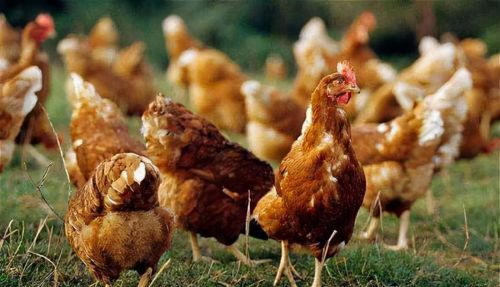 肉鸡维生素缺乏的表现症状鸡养殖中维生素缺乏的症状