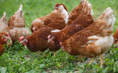 合理养殖蛋鸡得方法如何让蛋鸡多产蛋少生病