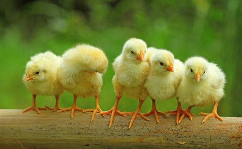 小鸡为什么要喂开口药，如何正确的选择雏鸡开口药
