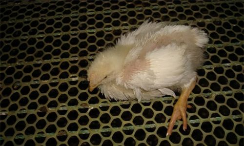 鸡脚软病吃什么药鸡脚软怎么治疗鸡脚无力不肯进食的原因