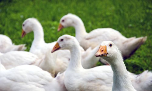 肉鹅临出栏前快速催肥方法肉鹅催肥诀窍肉鹅快速育肥方法