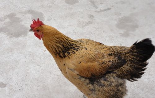腺肌胃炎在不同鸡身上的表现鸡的腺肌胃炎症状