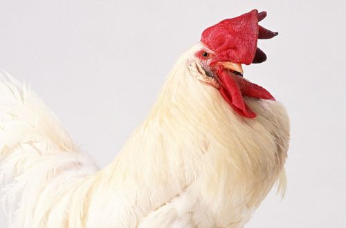 为什么你的鸡总是得腺胃炎鸡腺胃炎的特征症状表现