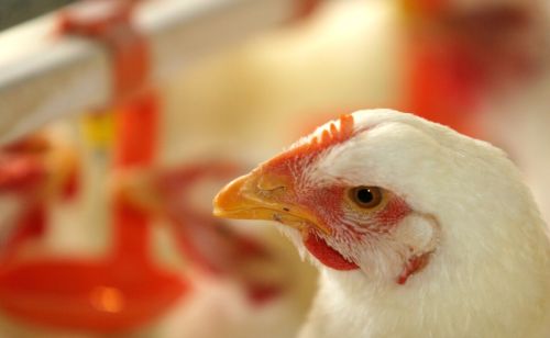 肉鸡得了腺胃炎怎么办鸡腺胃炎的防治措施治疗方法