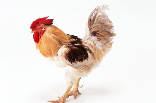 养鸡技术鸡腺肌胃炎该如何治疗和预防