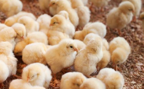 雏鸡霉菌临床症状有哪些雏鸡出现霉菌中毒该怎么办