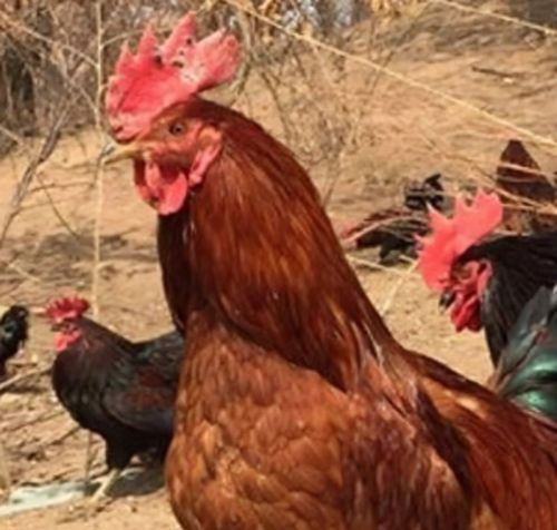 鸡发生霉菌毒素有什么原因霉菌在养鸡方面的危害该如何防治