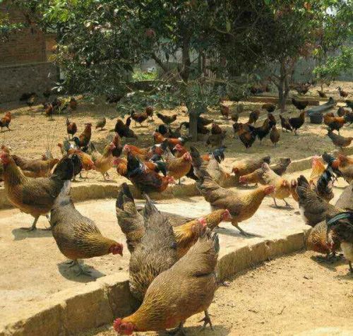 霉菌毒素对鸡的危害原因霉菌能引起鸡的什么病如何预防