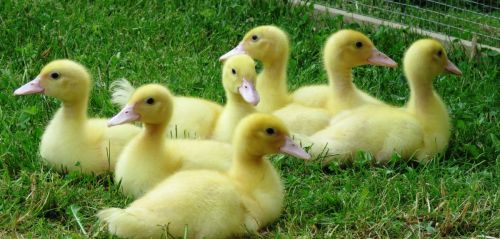 鸭子霉菌毒素有什么症状为什么会得霉菌病霉菌毒素对鸭子的危害