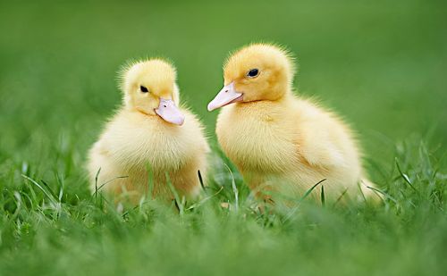 鸭子霉菌中毒症状及治疗肉鸭得了霉菌怎么治疗鸭霉菌病