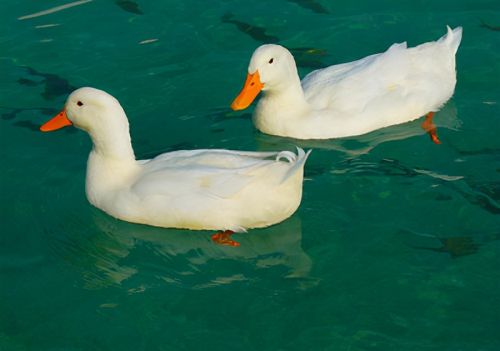 肉鸭霉菌感染的症状及治疗肉鸭霉菌如何治疗霉菌毒素对鸭子的危害