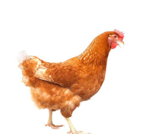 鸡霉菌病症状鸡为什么会得霉菌病如何治疗鸡曲霉菌毒素病