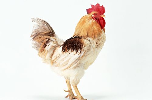 鸡得了肠炎有哪些症状肉鸡肠炎的症状发病原因以及防治方法
