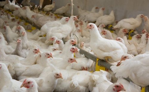 肉鸡腹泻原因鸡拉稀怎么治疗导致肉鸡肠炎腹泻的原因是什么