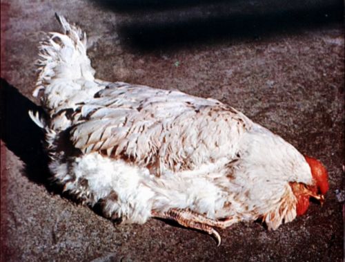 鸡群经常发生肠炎拉稀鸡肠炎的症状，及治疗方法