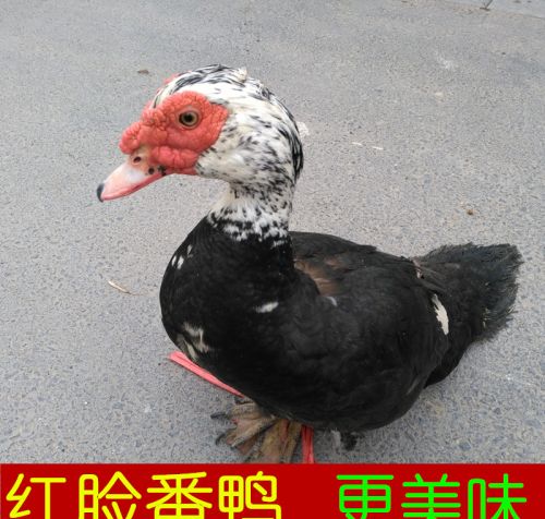 番鸭多少天红脸番鸭饲养的正确方式番鸭如何脸红的快