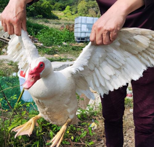 如何养好番鸭怎么让番鸭红脸番鸭红脸的饲养方式