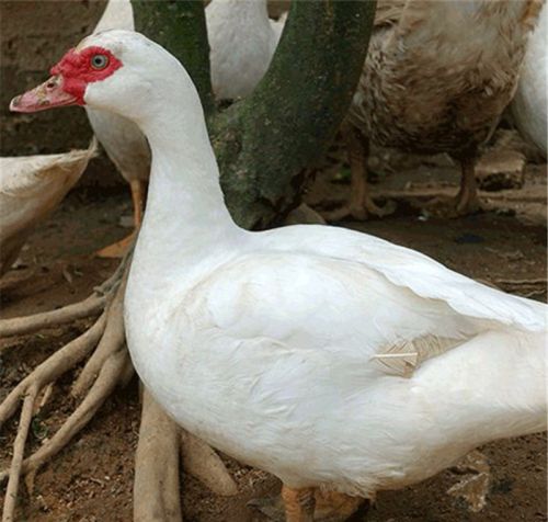 番鸭的脸不红长得慢的原因雏鸭养殖常见问题