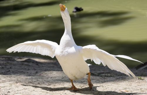 50到80日龄的鹅翻翅膀怎么回事鹅翅膀外翻是什么原因如何治疗