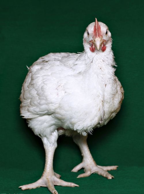 鸡相互啄毛是什么病鸡啄毛啄尾喂什么药 治疗鸡啄辟的药
