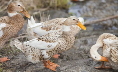 怎样防治鸭子啄毛 鸭子恢复被啄羽毛的方法 鸭子啄羽啄毛的药
