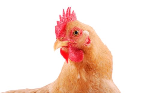 鸡为什么会啄羽啄肛打架的现象发生怎么快速防治鸡啄羽啄蛋打架