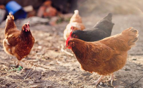 鸡如何增肥最快最有效养鸡正确教你快速让鸡长蹬爪