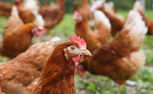 简单养鸡增肥技巧提供健康科学的养鸡方法