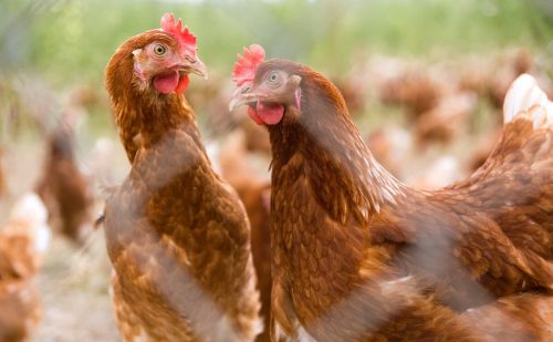 如何让鸡快速长蹬爪的方法鸡如何增肥最快最有效