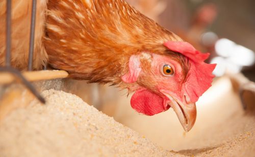 鸡的肝脏肿大用什么药治疗商品蛋鸡大肝病