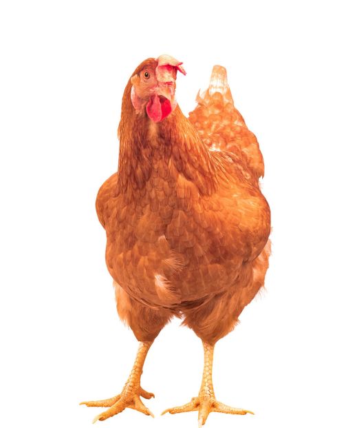 鸡的肝脏肿大用什么药治疗鸡肝炎的症状有哪些表现