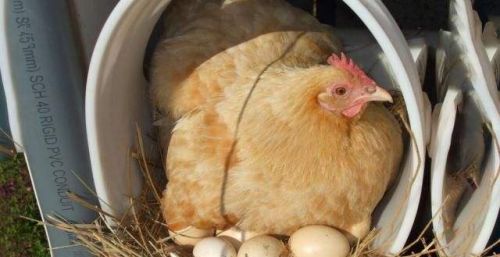 蛋鸡脾脏肿大的原因蛋鸡肝脏不好蛋鸡弧菌性肝炎