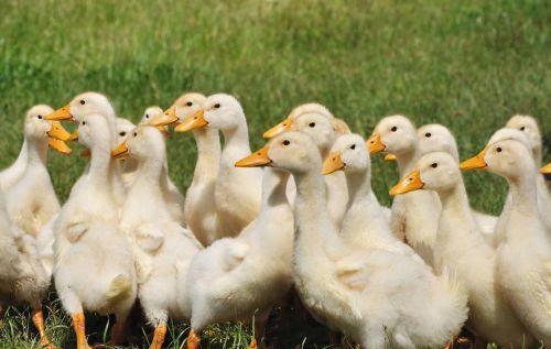鸭黄病毒病的症状及治疗方法有哪些如何快速治疗鸭黄病毒