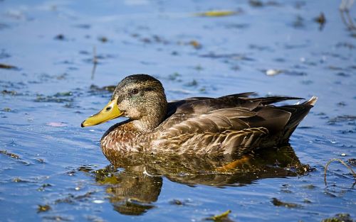 鸭子黄病毒症状表现与治疗方案有哪些鸭黄病毒用什么治疗鸭黄病毒