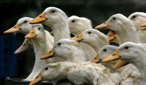 20天左右的鸭子得了黄病毒 症状是什么 怎么有效治疗鸭子黄病毒