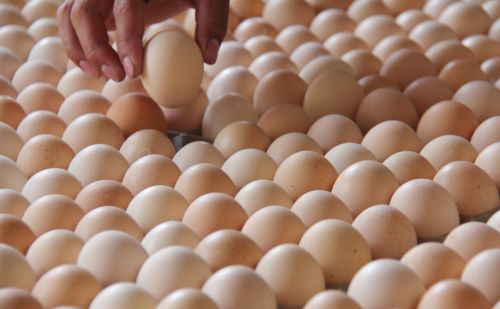 蛋鸡肝脏不好蛋鸡弧菌性肝炎的临床症状诊断及如何防治蛋鸡肝炎