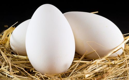 鹅多久可以产蛋如何提高蛋鹅产蛋率延长产蛋高峰期的方法