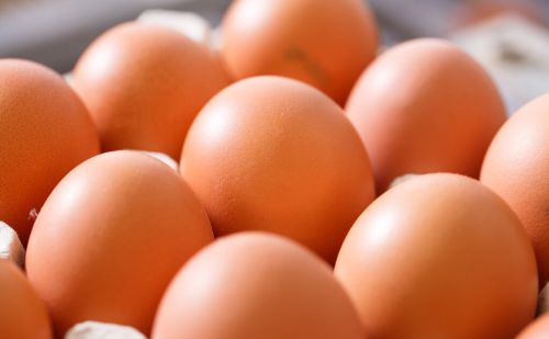 蛋鸡多久可以产蛋都有哪些注意事项蛋鹅产蛋周期是多长时间