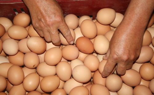 什么品种鸡产蛋率高蛋鸡180天产蛋率多少如何提高产蛋率的方法