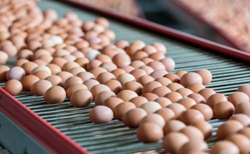 散养土鸡产蛋率如何提高鸡的产蛋率什么品种鸡产蛋率高产蛋率