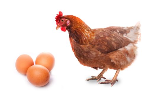 土鸡吃什么饲料产蛋高鸡产蛋量少怎么回事鸡产蛋率低什么原因