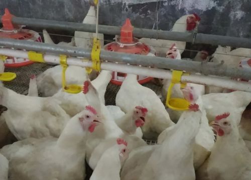 鸡肺炎发烧流感怎么治疗鸡得了气囊炎的症状有哪些如何治疗
