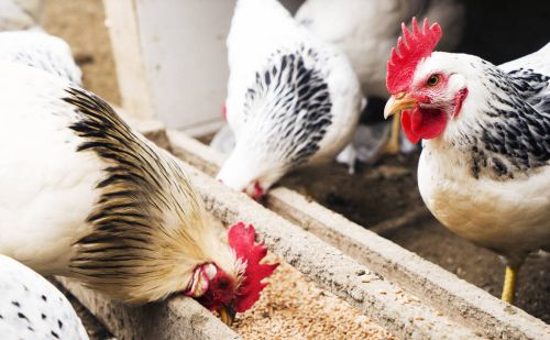 养鸡怎么预防鸡感冒发烧症状预防鸡得流感的药物