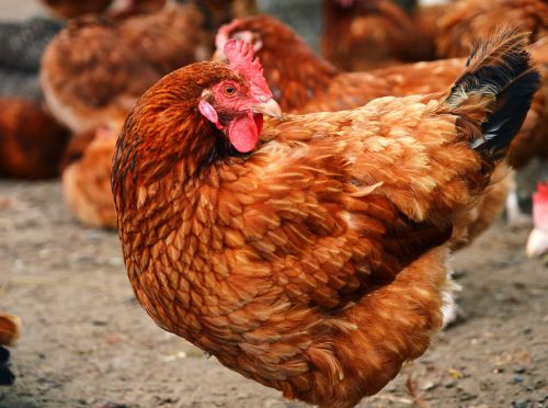 鸡发烧的原因鸡得了流感如何防治治疗鸡感冒流鼻涕的药