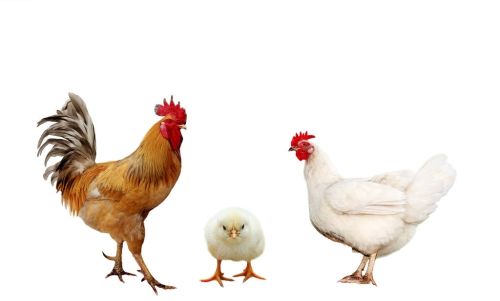 鸡感冒怎么治鸡感冒的症状及治疗措施治疗鸡感冒特效药