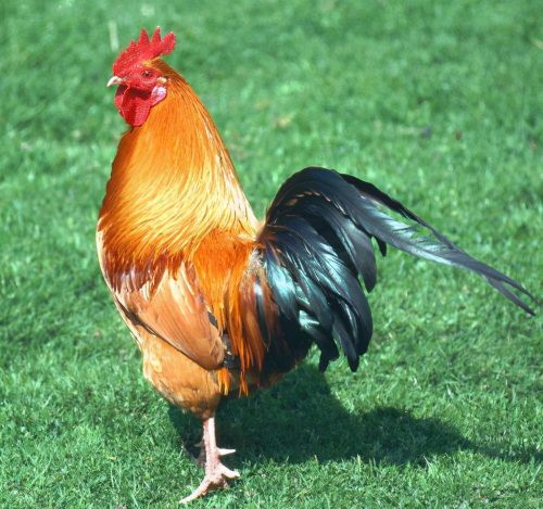 鸡得流感的症状表现鸡患了流感的症状如何治疗鸡流感病