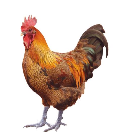 养鸡霉菌毒素有什么危害养鸡怎么预防霉菌毒素肉鸡霉菌超标