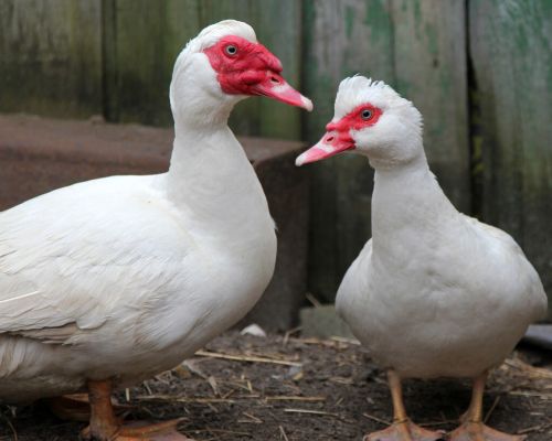 番鸭的营养价值有多高，如何养殖番鸭快速脸红，番鸭红脸的秘诀