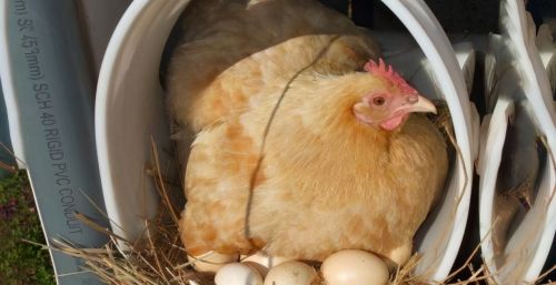 母鸡产软壳蛋什么原因导致的，母鸡延长产蛋高峰的方法